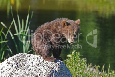 Braunbär Jungbär