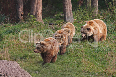 Braunbär Bärenfamilie