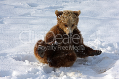Braunbär Young Brown Bear Play into the Snow