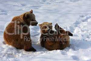 Braunbär Young Brown BearPlay into the Snow