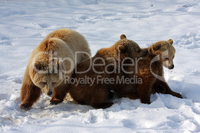 Braunbär  Brown Bear Family  into the Snow