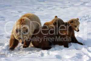 Braunbär  Brown Bear Family  into the Snow