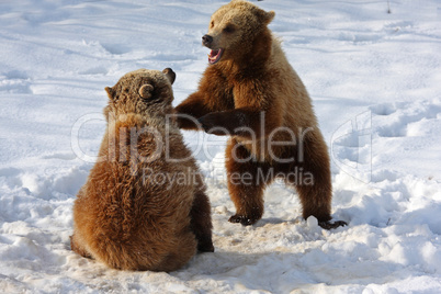 Braunbär Brown Bear Fight into the Snow