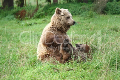 Braunbär Jungbär