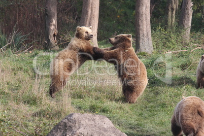 Braunbär Kampf