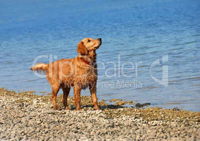 Golden retriever