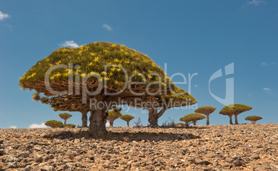 Dragon trees at Dixam plateau, Socotra Island, Yemen