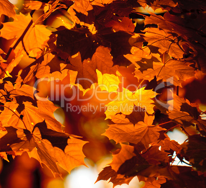 autumn leaves, very shallow focus