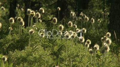 Western Anemone wildflower seed heads