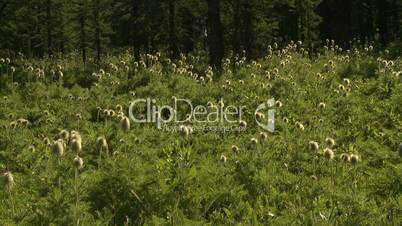 Western Anemone wildflower seed heads