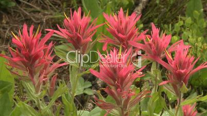 Indian Paintbrush wildflowers