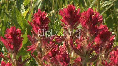 Indian Paintbrush wildflowers