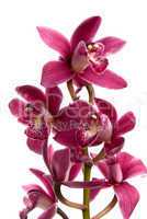 Pink orchid