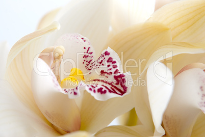 Orchid flower close-up, selective focus