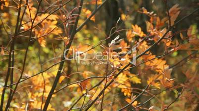 Herbstblätter