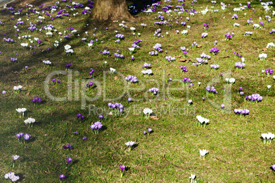 Krokus auf der Wiese 882