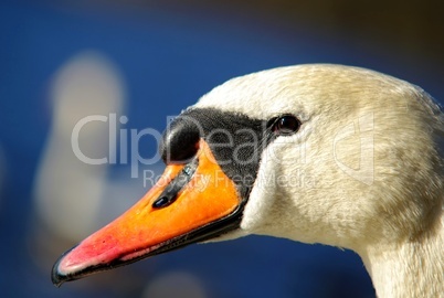 Ein edler Schwan als Portrait im Profil mit gelben Schnabel