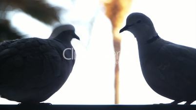 Two doves sitting opposite each other