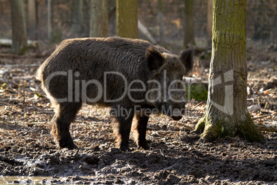 Wildschwein