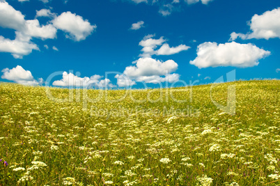 green field with blooming flowers and blue sky