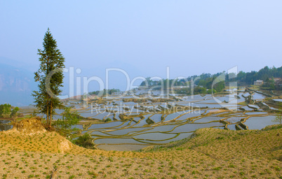 rice terraces of yuanyang,  yunnan, china