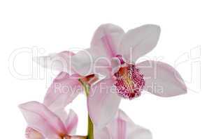 White and pink orchids