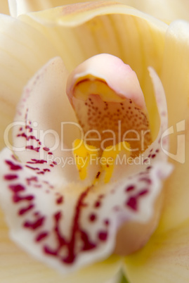 Orchid flower close-up, selective focus