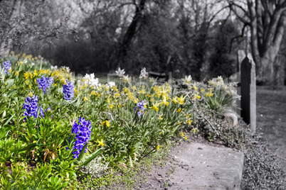 Flowers in graveyard