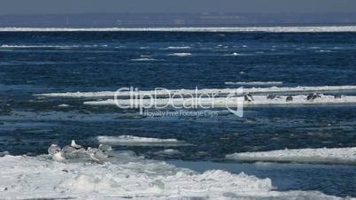 Seagulls on ice floes drifting in the sea