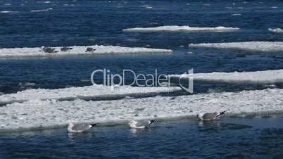 Seagulls on ice floes drifting in the sea
