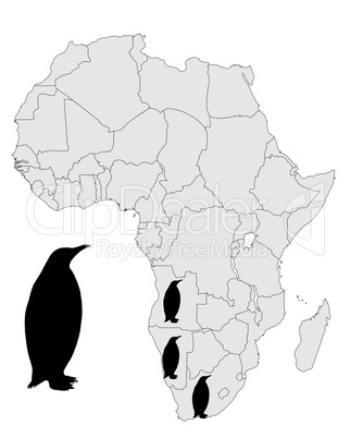 Brillenpinguin Afrika