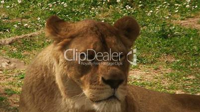 Lioness close-up