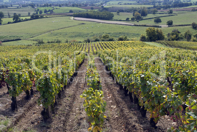 Weinberg im Burgund, Frankreich