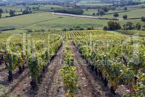 Weinberg im Burgund, Frankreich