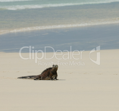 marine iguana in the beach