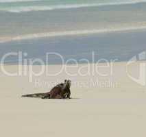 marine iguana in the beach