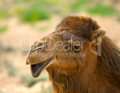 Camel's head
