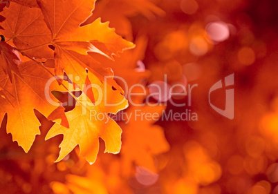 autumn leaves, very shallow focus