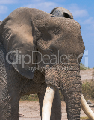 head of old elephant
