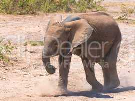 elephant calf, amboseli national park, kenya