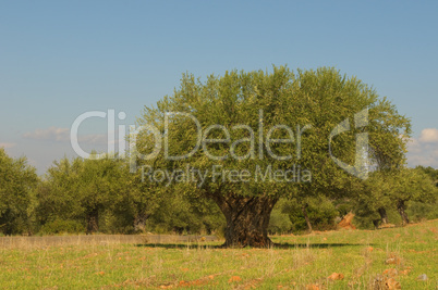 Old olive tree