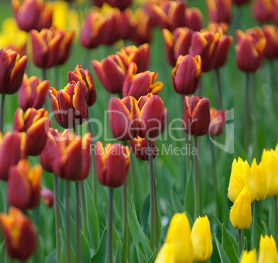 red tulips, very shallow focus