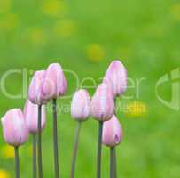 pink tulips, very shallow focus