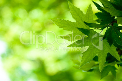 green leaves, shallow focus