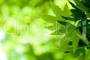 green leaves, shallow focus