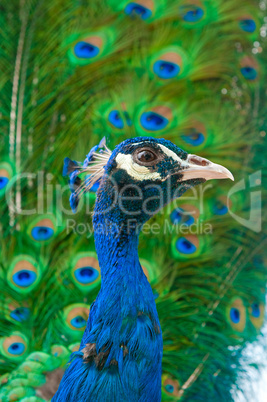 close up image of peacock