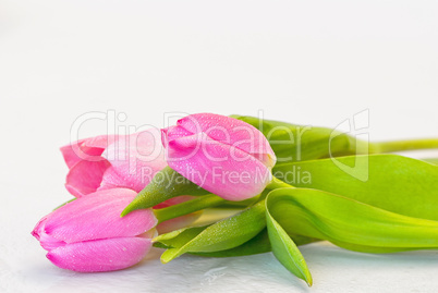 Tulpen pink Tulpen pink