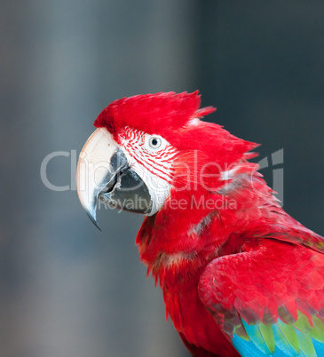 close up image of red parrot