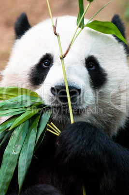 Panda eating bamboo.