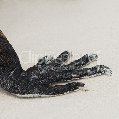 claws of marine iguana
